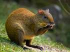 Central America Agouti- Bosque del Paz- Costa Rica Art Print